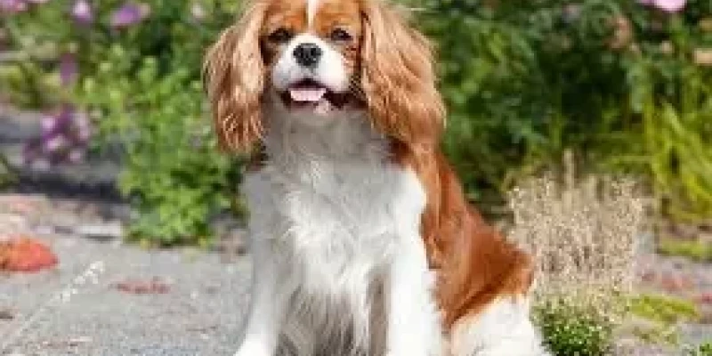 Arme Hunde