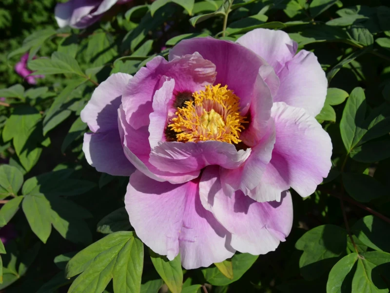 Ferien und freie Tage - der Countdown läuft