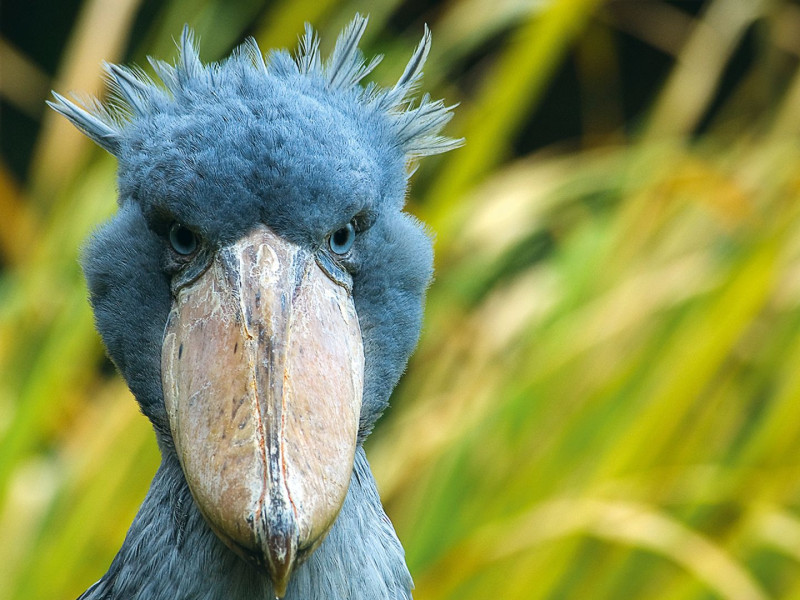 Palmendieb und Schokoladenfruchtzwerg - gibt es diese Tiere wirklich?